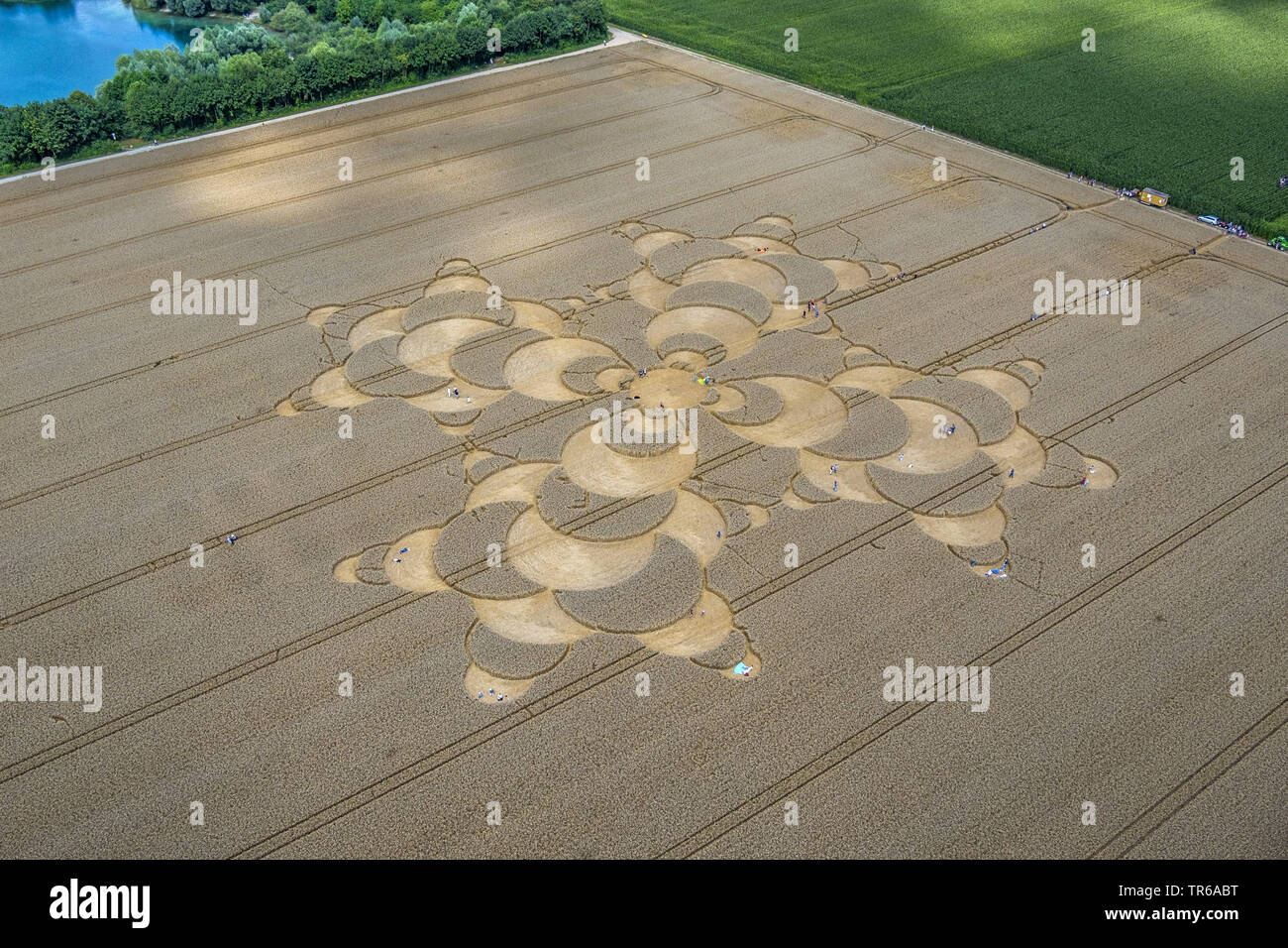Crop Circle in cornfield vicino Mammendorf, in Germania, in Baviera, Alta Baviera, Baviera superiore Foto Stock