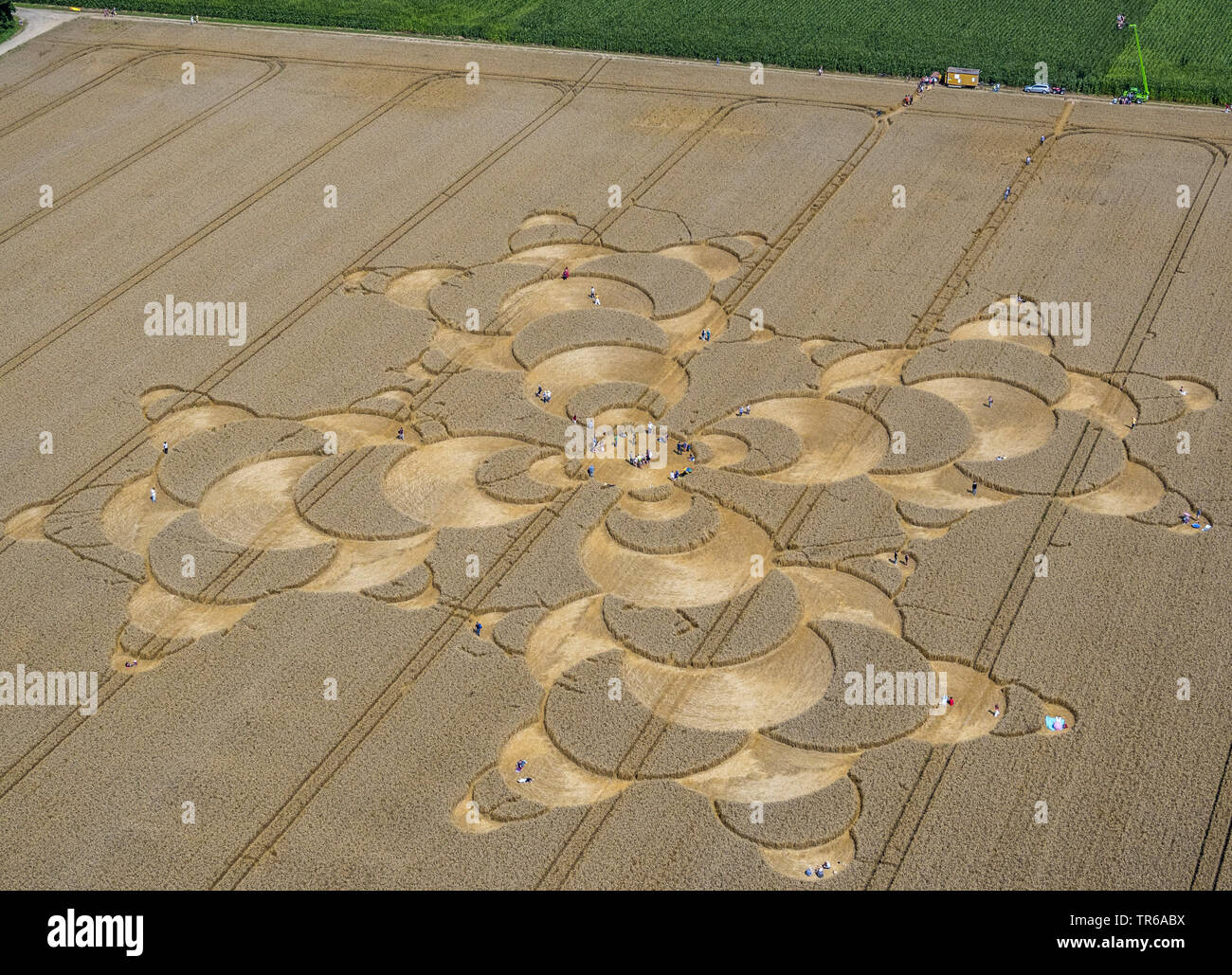 Crop Circle in cornfield vicino Mammendorf, in Germania, in Baviera, Alta Baviera, Baviera superiore Foto Stock