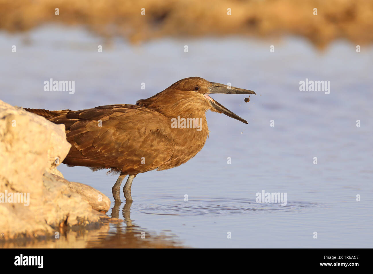 Hammercop (Scopus umbretta), si nutrono di pesci, Sud Africa, Kgalagadi transfrontaliera Parco Nazionale Foto Stock