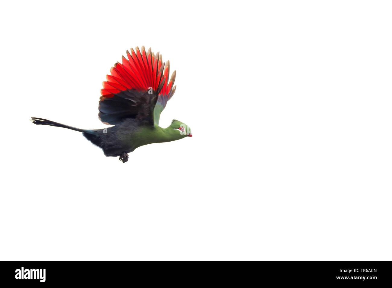 Knysna's Turaco, Knysna lourie (Tauraco corythaix), volare, Sud Africa, Western Cape Wilderness National Park Foto Stock