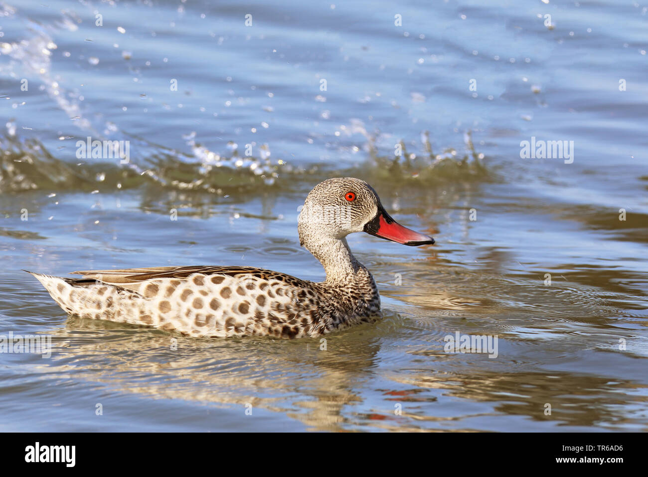 Capo teal (Anas capensis), nuoto, Sud Africa, Velddrift Foto Stock