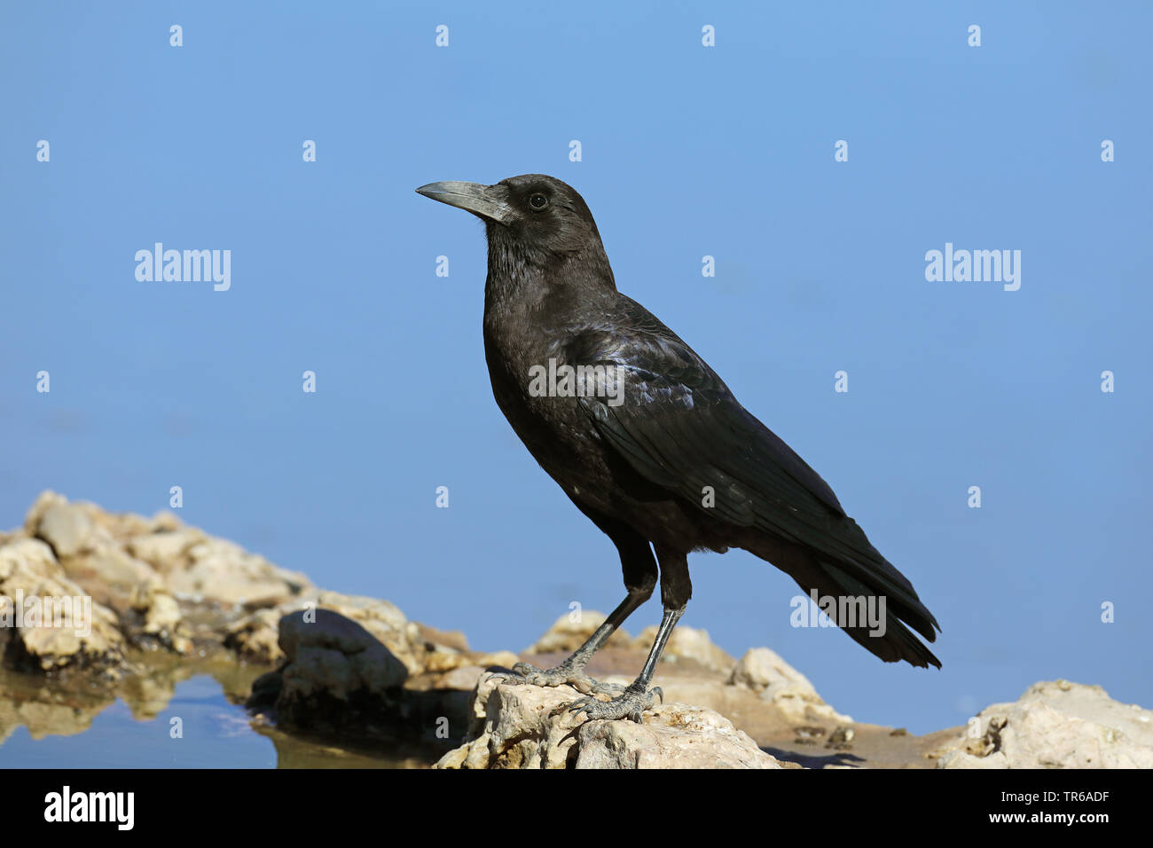 Corvo nero (Corvus capensis), seduta su una roccia al posto dell'acqua, Kgalagadi transfrontaliera Parco Nazionale Foto Stock