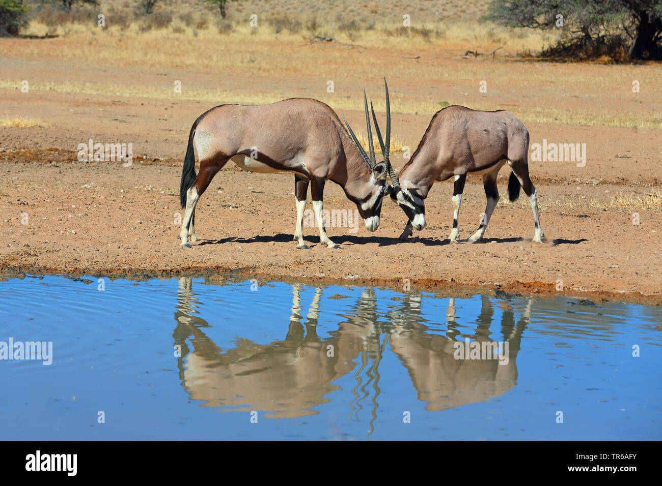 Gemsbock, beisa (Oryx gazella), due maschi di lotte a waterhole, Sud Africa, Kgalagadi transfrontaliera Parco Nazionale Foto Stock