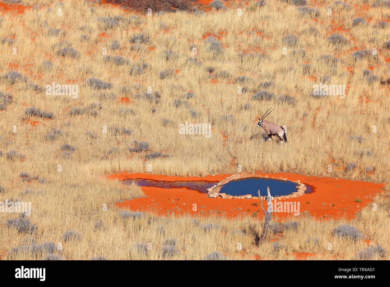 Gemsbock, beisa (Oryx gazella), Femmina alla Kieliekrankie waterhole, Sud Africa, Kgalagadi transfrontaliera Parco Nazionale Foto Stock
