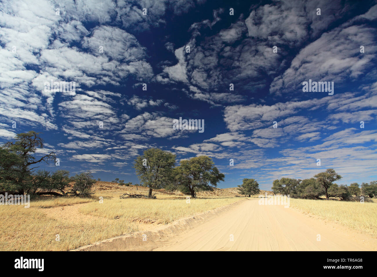 Strada sterrata nella savana, Sud Africa, Kgalagadi transfrontaliera Parco Nazionale, Dalkeith Foto Stock