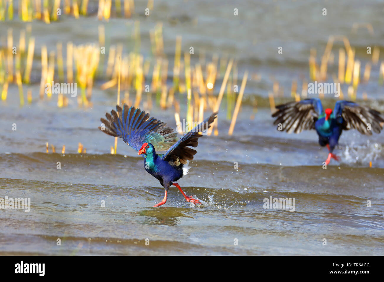 Purple Swamphen (Porphyrio porphyrio), di due uccelli perseguitando, Sud Africa, Western Cape Wilderness National Park Foto Stock