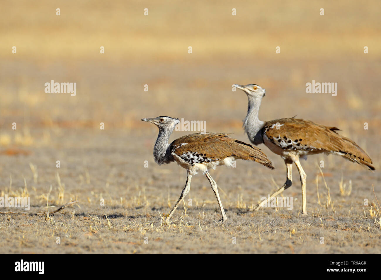 Kori bustard (Ardeotis kori), coppia a piedi nella savana, Sud Africa, Kgalagadi transfrontaliera Parco Nazionale Foto Stock