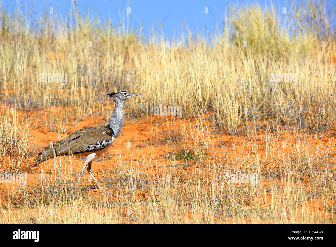 Kori bustard (Ardeotis kori), camminando sulla duna rossa, Sud Africa, Kgalagadi transfrontaliera Parco Nazionale Foto Stock