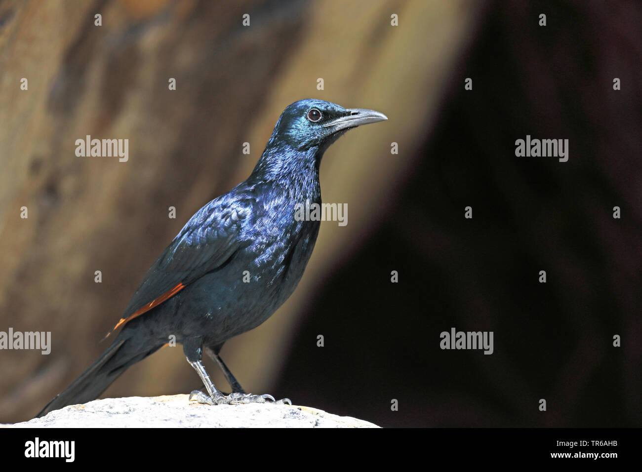 African red-winged starling (Onychognathus morio), maschio in piedi su una roccia, Sud Africa, Klaarstrom Foto Stock