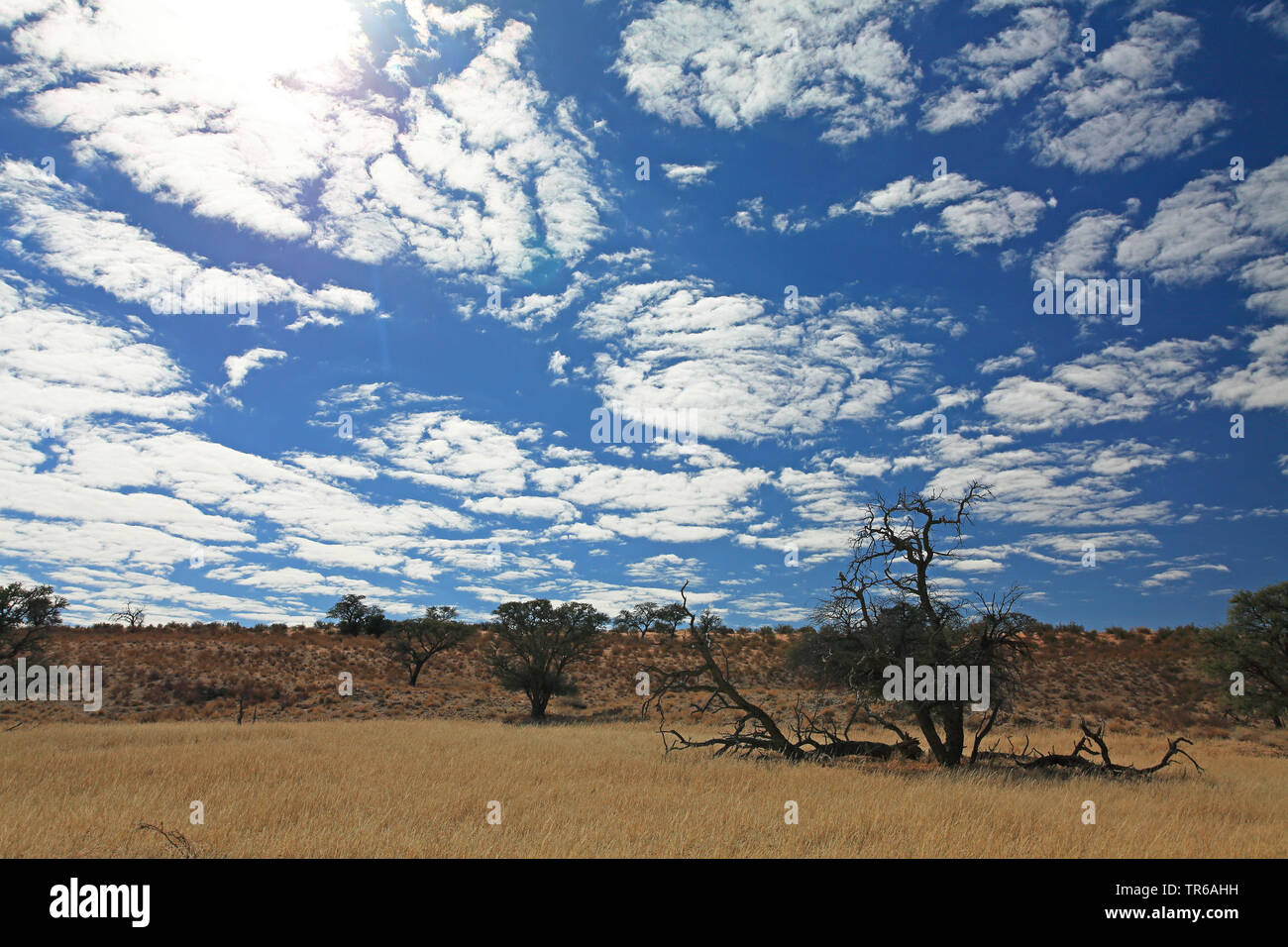 Il Savannah vicino Dalkeith nella valle Auob, Sud Africa, Kgalagadi transfrontaliera Parco Nazionale Foto Stock