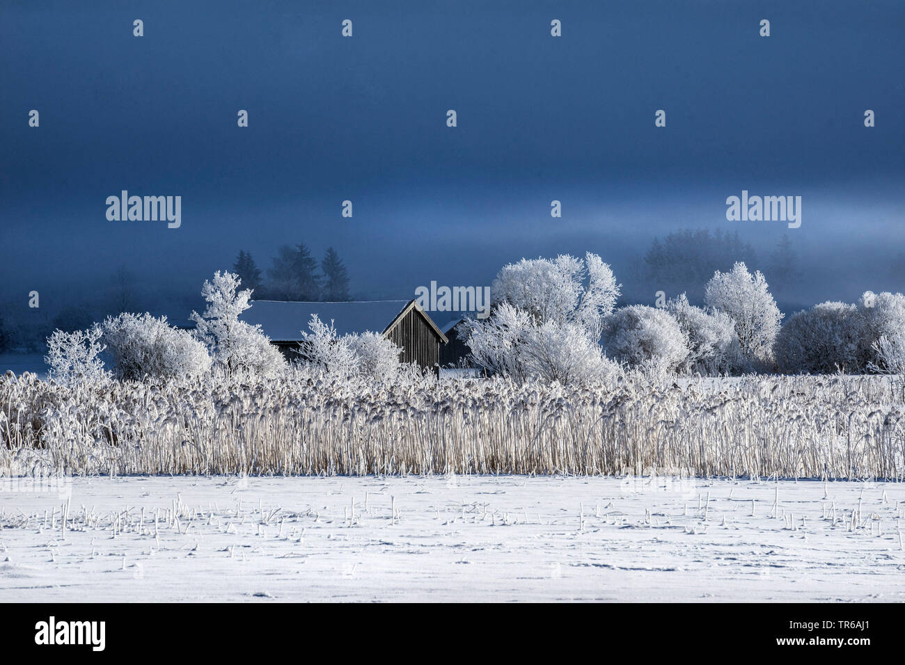 Brina e la nebbia nella riserva naturale Murnauer Moos, in Germania, in Baviera, Alpenvorland Foto Stock