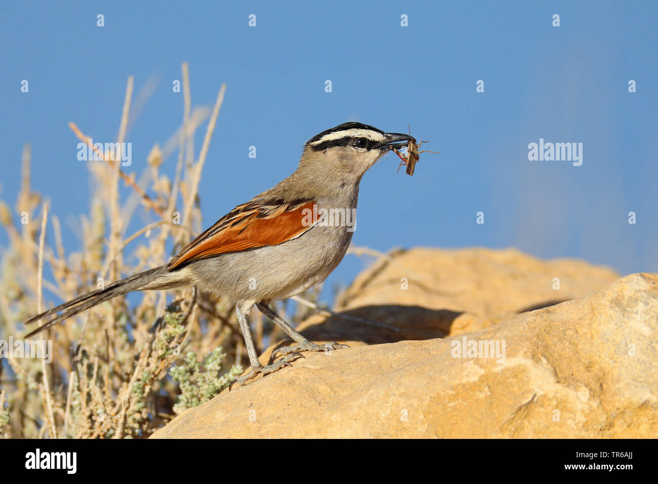 A testa nera (tchagra Tchagra senegala), con catturato grasshopper nel becco, Marocco, Tamra Foto Stock