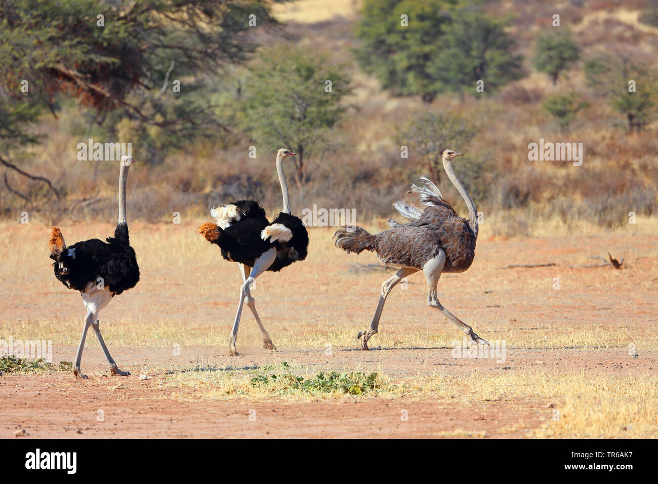 (Struzzo Struthio camelus), gruppo in esecuzione nella savana, Sud Africa, Kgalagadi transfrontaliera Parco Nazionale Foto Stock