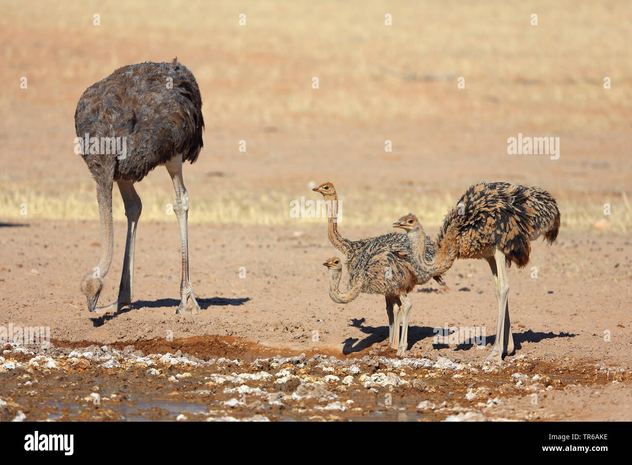 (Struzzo Struthio camelus), femmina con i ragazzi in corrispondenza di un foro per l'acqua, Kgalagadi transfrontaliera Parco Nazionale Foto Stock