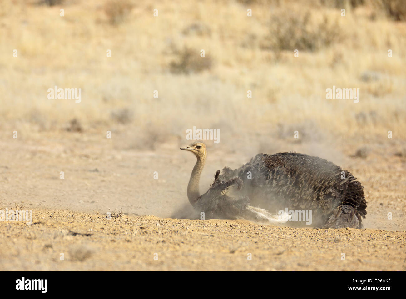 (Struzzo Struthio camelus), femmina al bagno di polvere, Sud Africa, Kgalagadi transfrontaliera Parco Nazionale Foto Stock