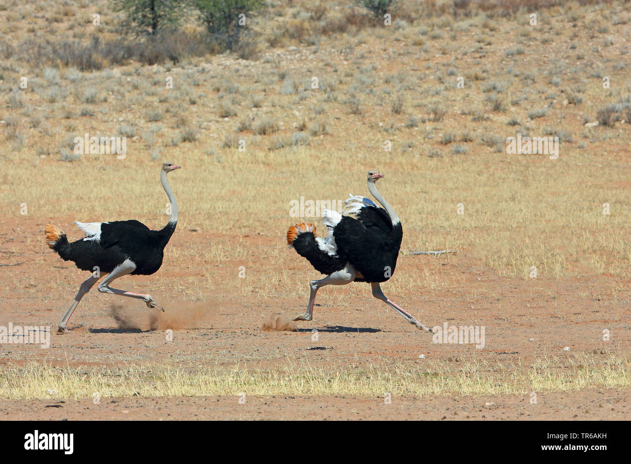 (Struzzo Struthio camelus), due maschi in esecuzione attraverso la savana, Sud Africa, Kgalagadi transfrontaliera Parco Nazionale Foto Stock