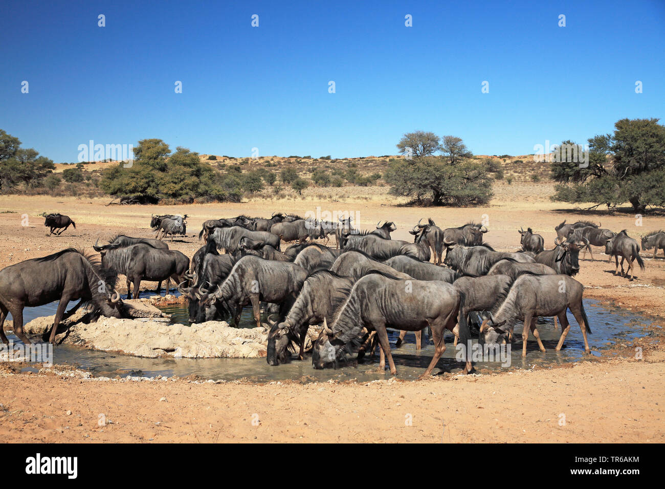 Blue GNU, borchiati gnu, bianco-barbuto GNU (Connochaetes taurinus), gruppo di bere a waterhole, Sud Africa, Kgalagadi transfrontaliera Parco Nazionale Foto Stock