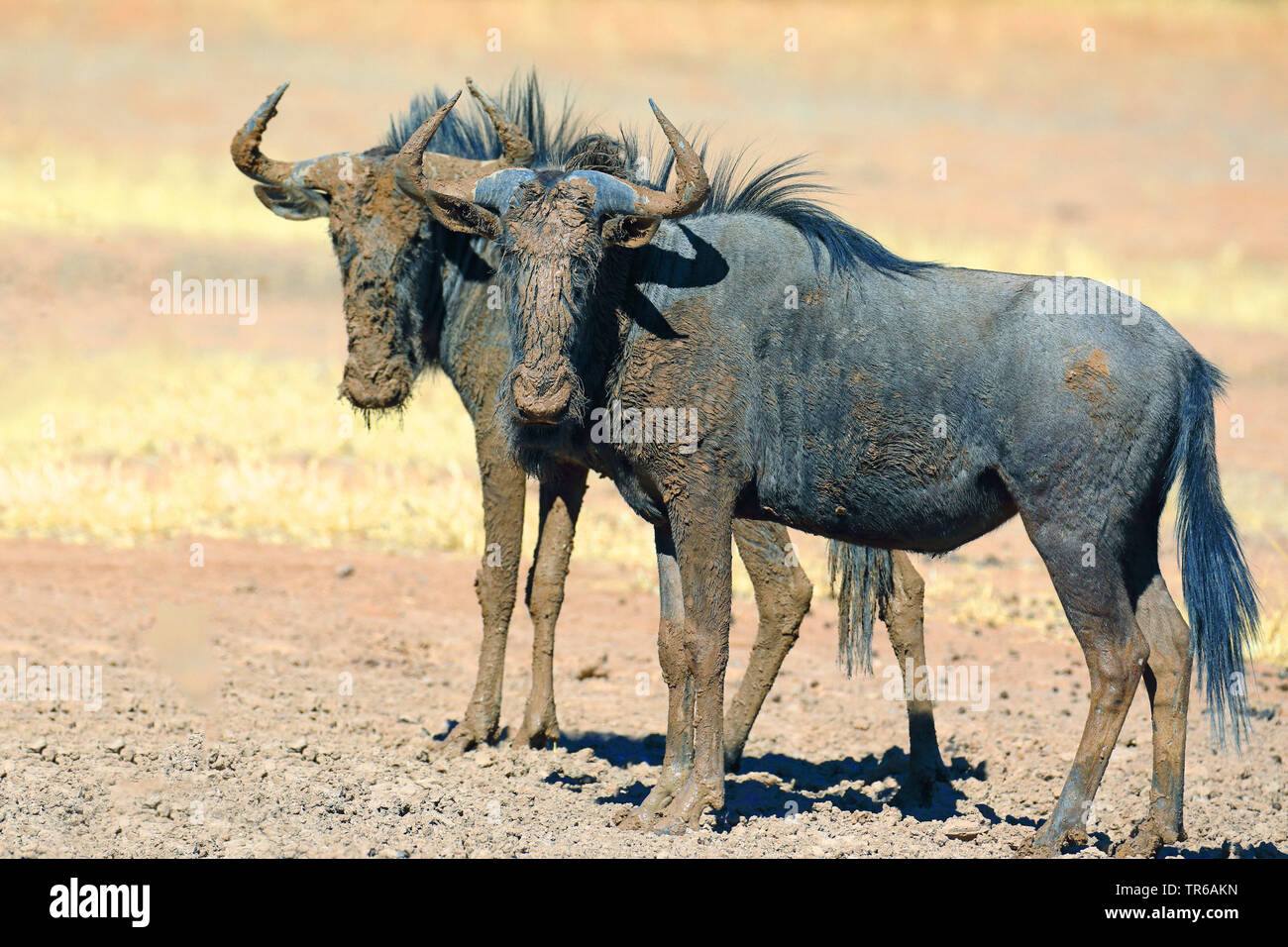 Blue GNU, borchiati gnu, bianco-barbuto GNU (Connochaetes taurinus), fangoso coppia, Sud Africa, Kgalagadi transfrontaliera Parco Nazionale Foto Stock