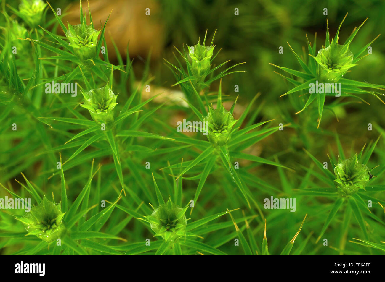 Cappuccio per capelli moss (Polytrichum), Perichaetiums, in Germania, in Baviera, Alta Baviera, Baviera superiore Foto Stock