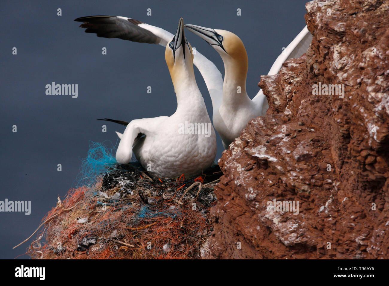 Northern gannet (Sula bassana, Morus bassanus), la coppia sul nido di un allevamento rock, Germania, Schleswig-Holstein, Helgoland Foto Stock