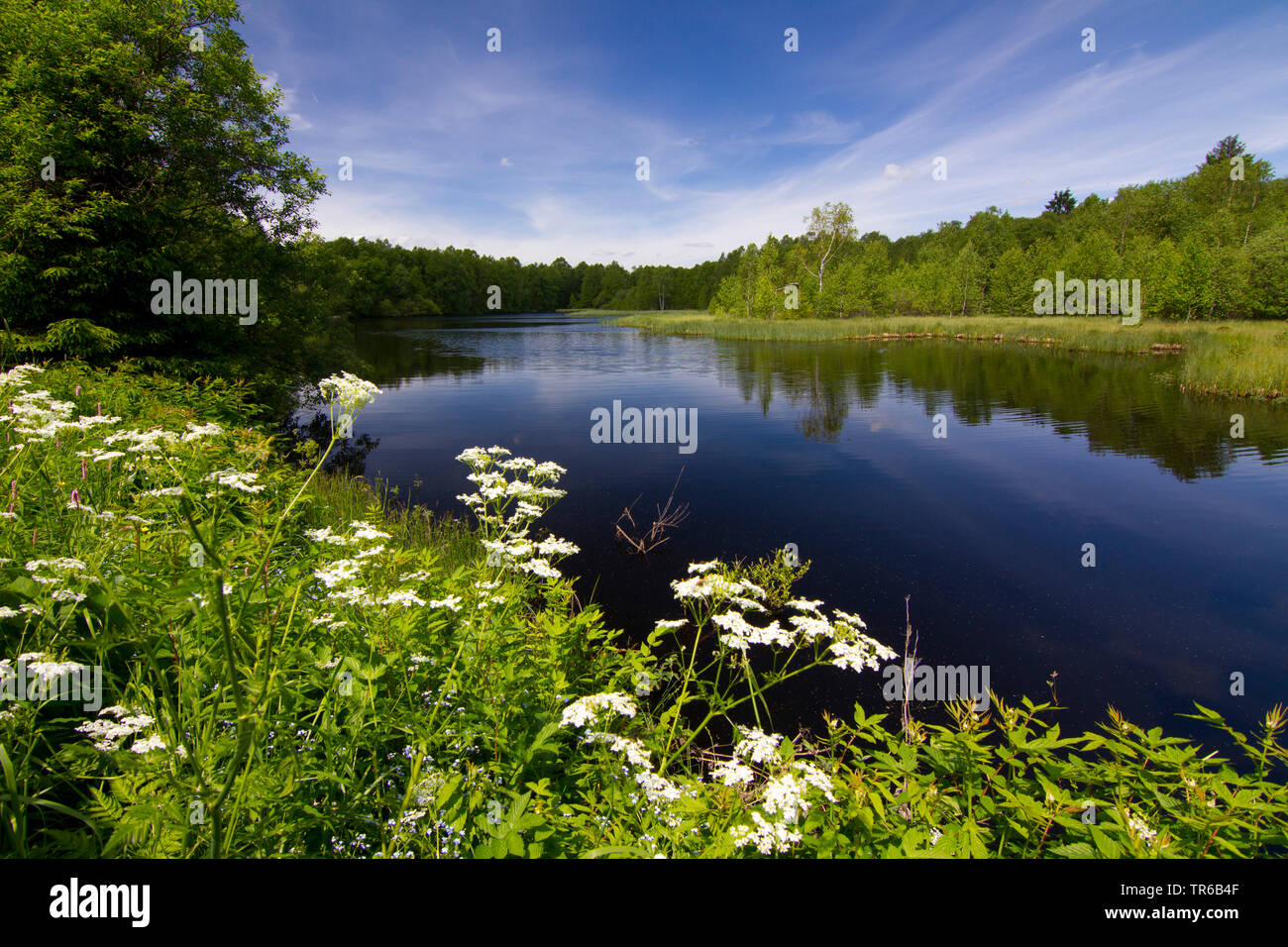 Lago nella riserva naturale Rotes Moor, Germania, Hesse, Rhoen Foto Stock