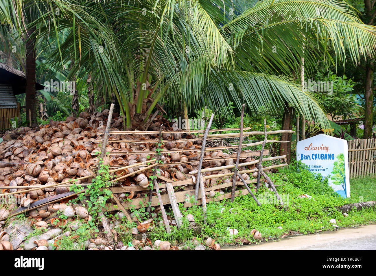 (Cocco Cocos nucifera), il mucchio di gusci di noce di cocco per ulteriore elaborazione, Filippine, Sud Leyte, Panaon Isola, Pintuyan Foto Stock