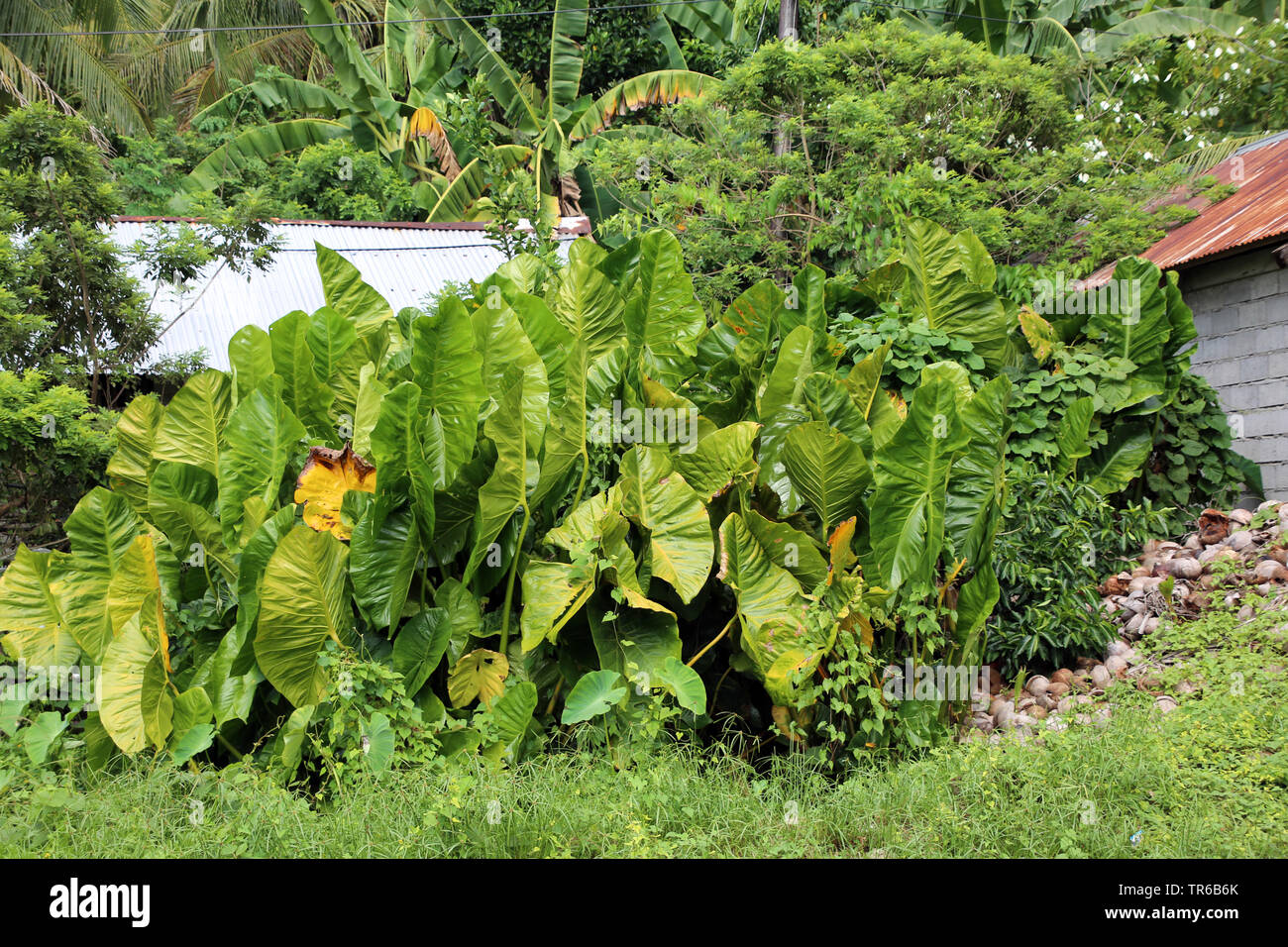 Taro gigante, gigante (alocasia Alocasia macrorrhizos), foglie, Filippine Foto Stock
