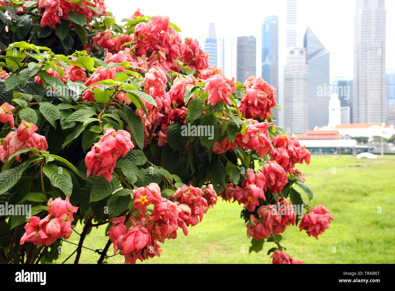 Bangkok rose, Queen Sirikit (Mussaenda philippica), fioritura, Singapore Foto Stock