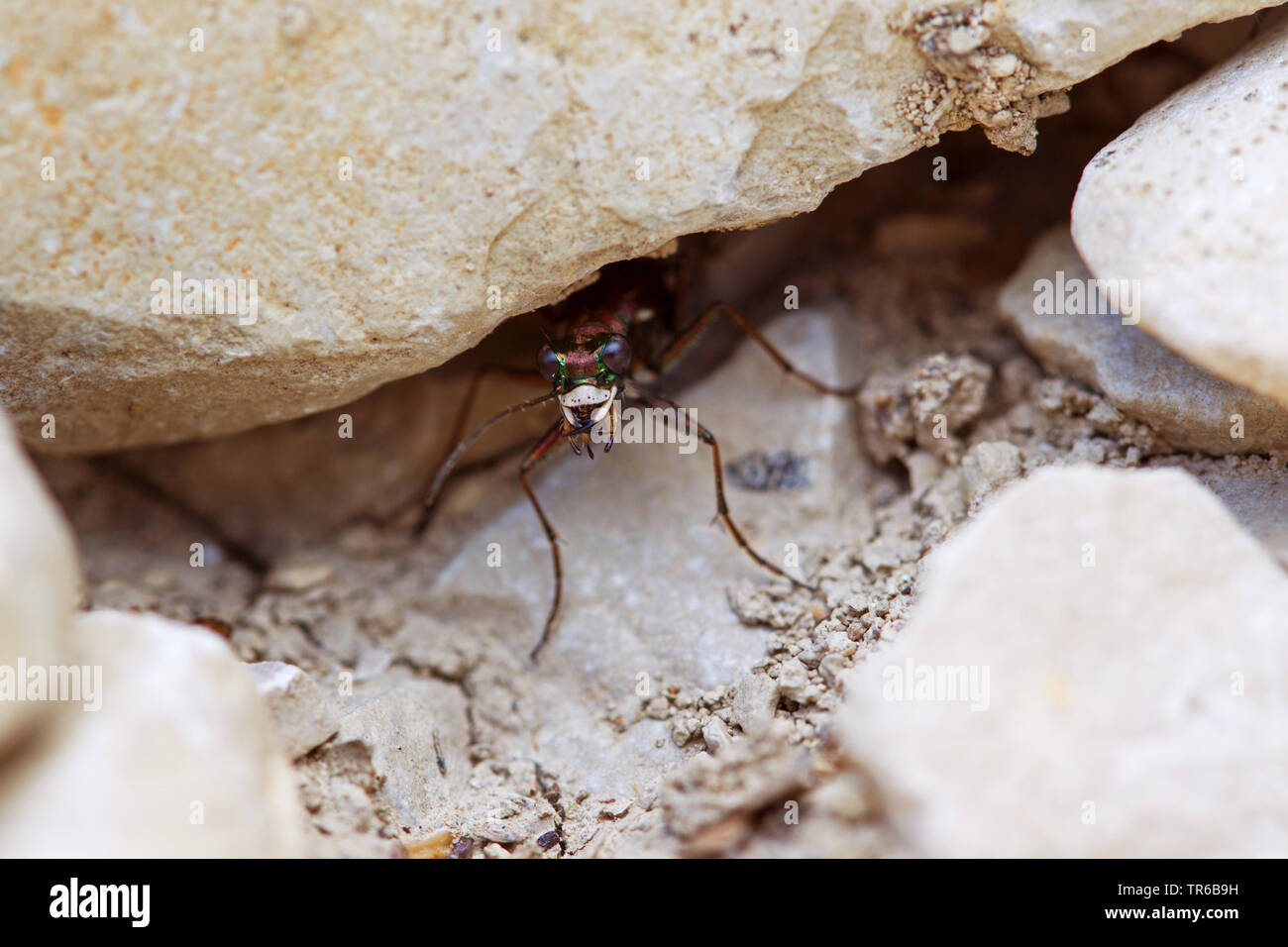 Il tedesco tiger beetle, Cliff tiger beetle (Cylindera germanica, Cilindella germanica, la cicindela germanica), il peering sotto una pietra, vista frontale, GERMANIA Baden-Wuerttemberg Foto Stock