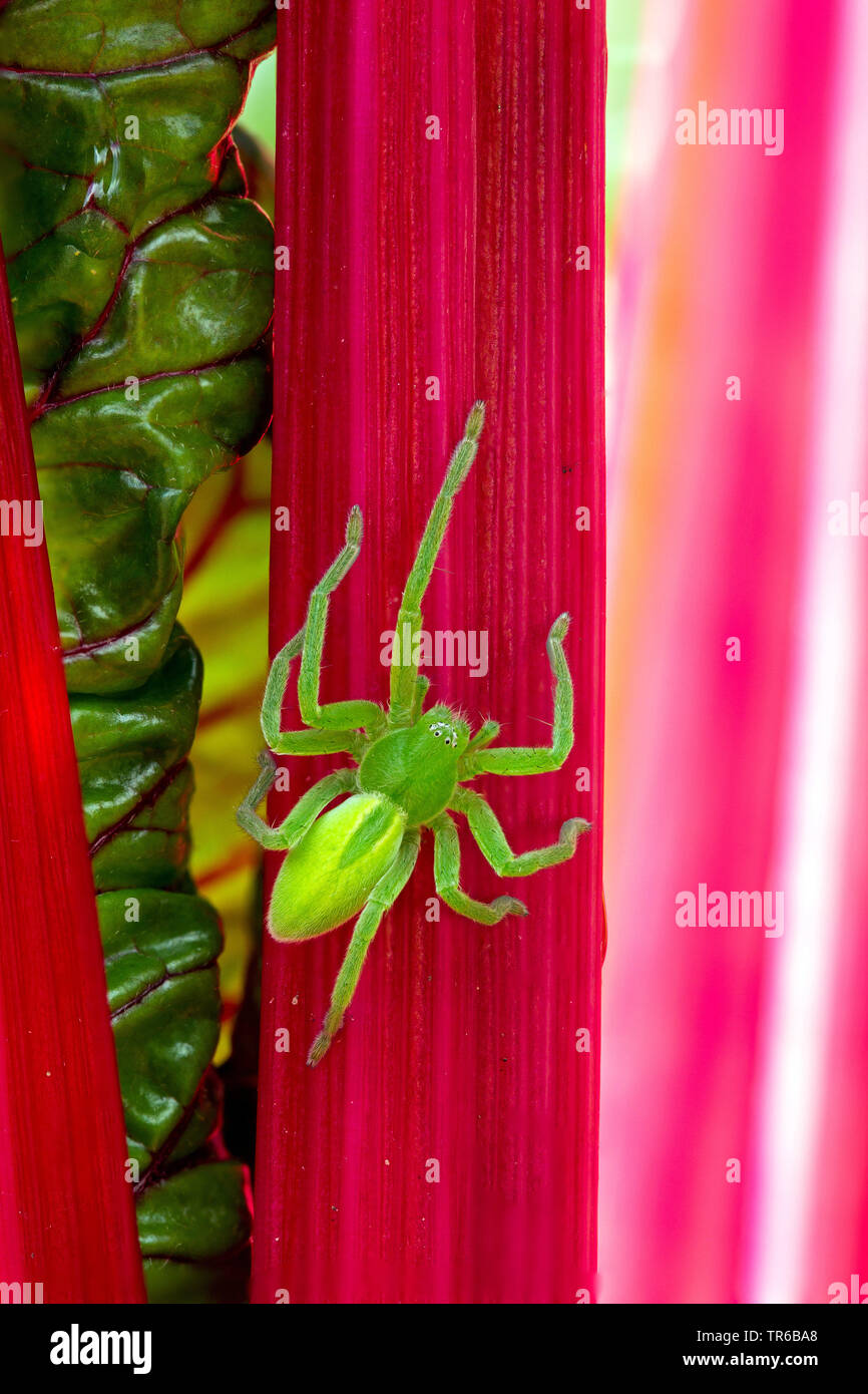 Green huntsman spider, verde spider (Micrommata virescens, Micrommata rosea, Micrommata roseum, Micrommata viridissima), femmina in corrispondenza di bietole, GERMANIA Baden-Wuerttemberg Foto Stock
