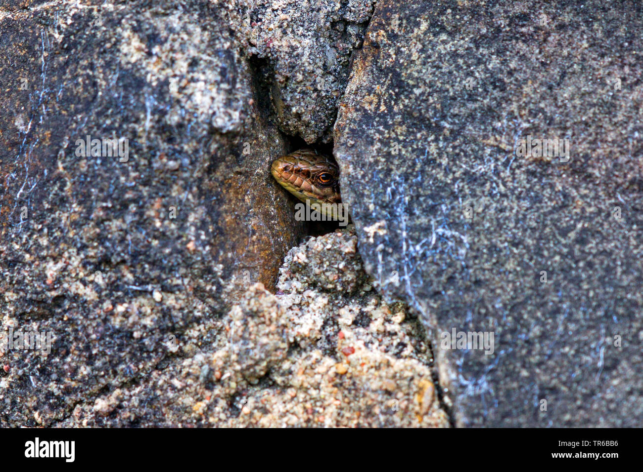 Comune di lucertola muraiola (Lacerta muralis, Podarcis muralis), guardando fuori una scappatoia, in Germania, in Renania Palatinato Foto Stock