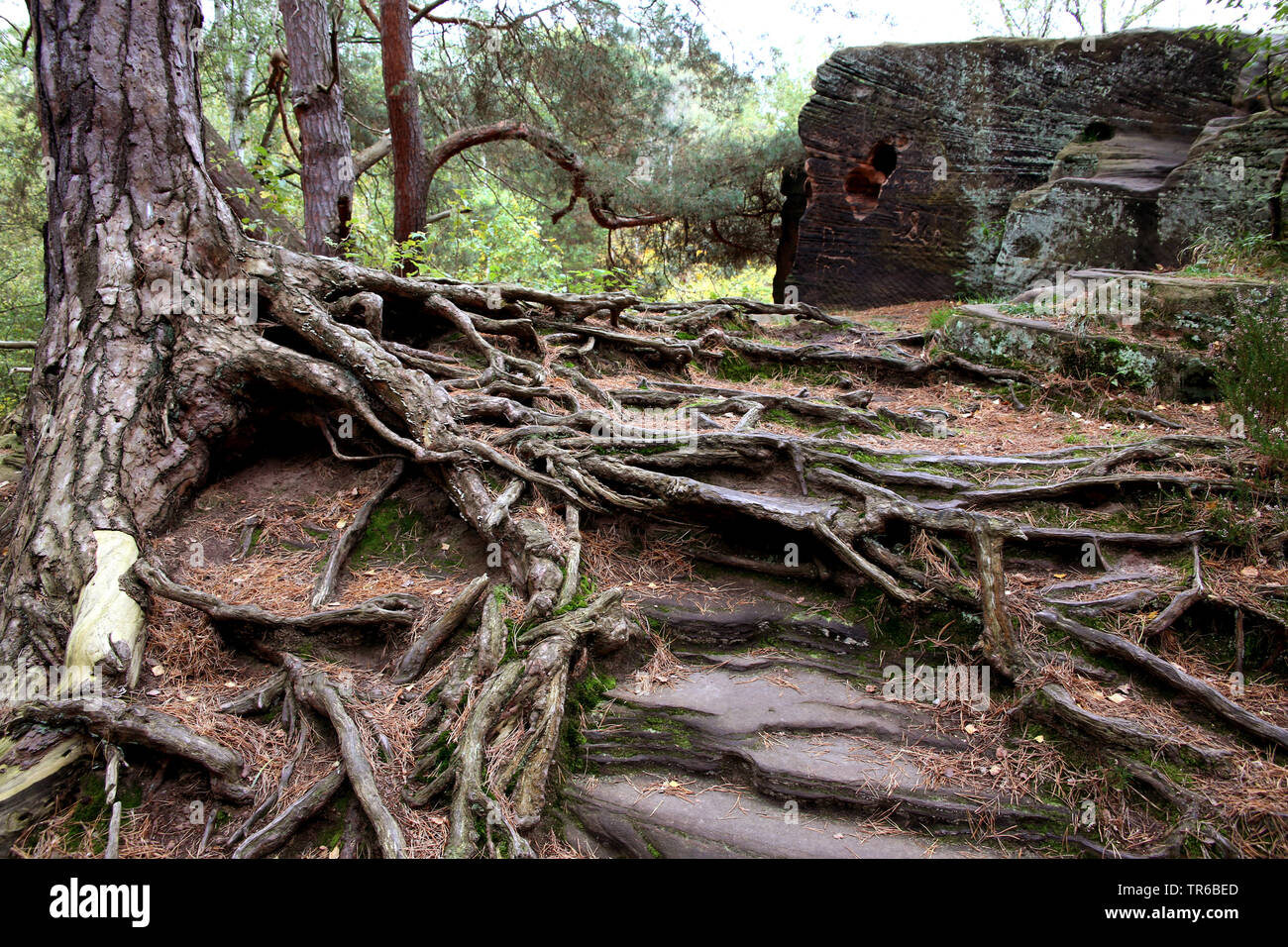 Radici di albero sulle rocce, monumento naturale Katzensteine, in Germania, in Renania settentrionale-Vestfalia, Katzvey, Mechernich Foto Stock