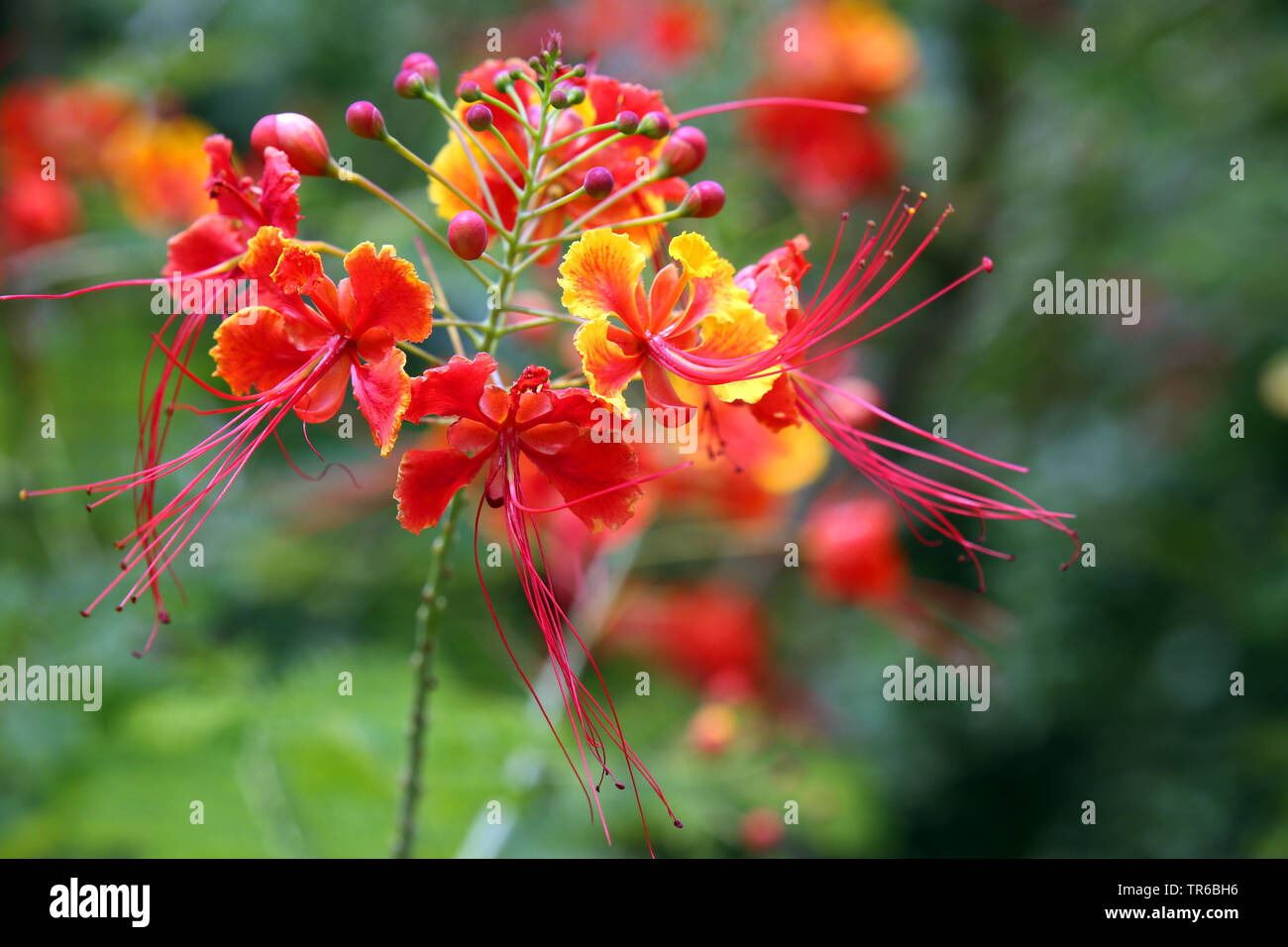 Peacock flower, Barbados orgoglio, poinciana nana, Barbados fiore-recinto, rosso degli uccelli del paradiso, rosso uccello del paradiso (Caesalpinia pulcherrima), fioritura, Singapore Foto Stock