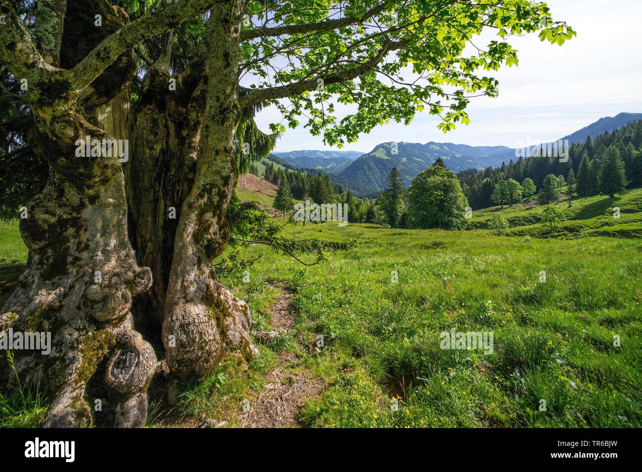 Acero di monte, grande Acero (Acer pseudoplatanus), la vecchia grande acero sul pascolo alpino, in Germania, in Baviera, Hochgrad Foto Stock