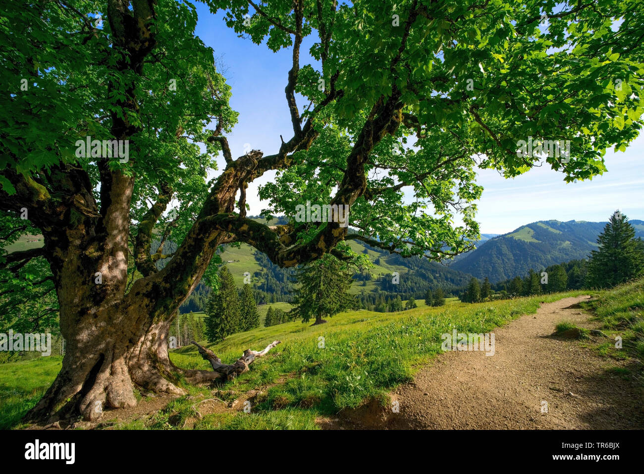 Acero di monte, grande Acero (Acer pseudoplatanus), la vecchia grande acero sul pascolo alpino, in Germania, in Baviera, Hochgrad Foto Stock