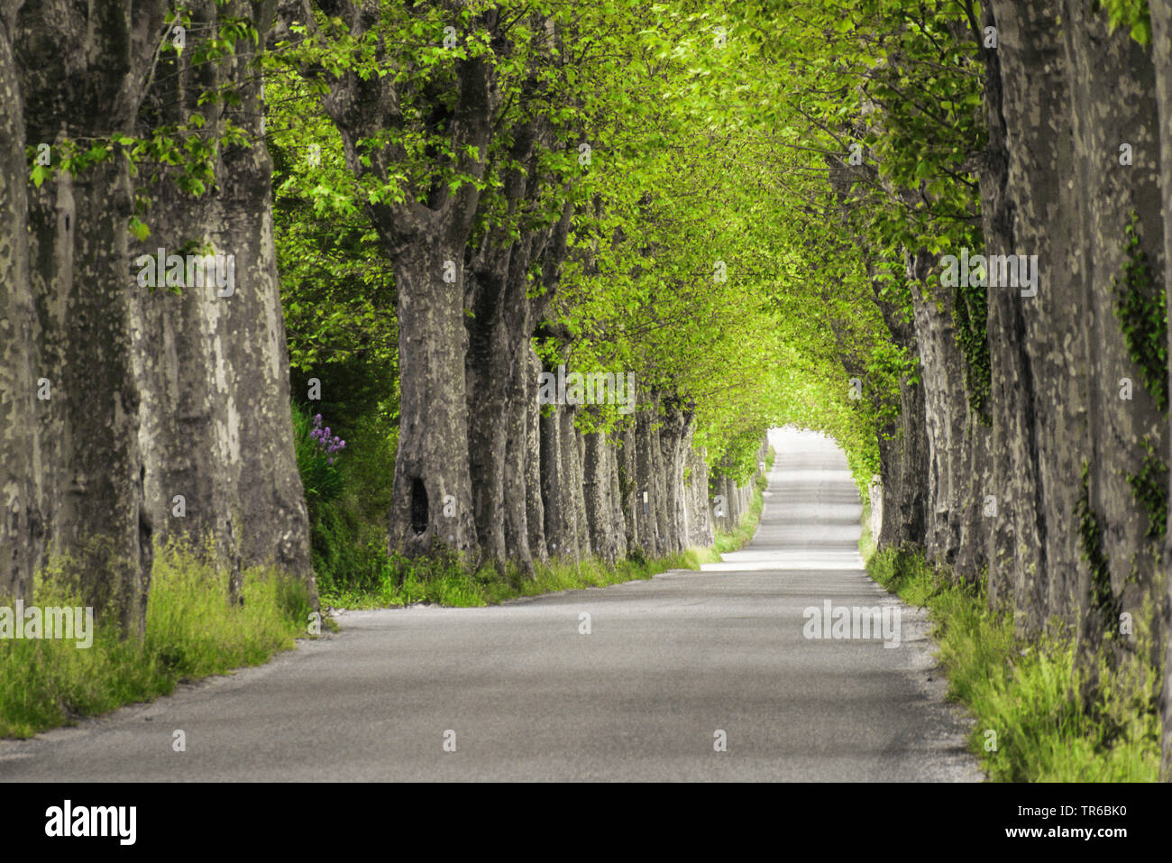 Piano europeo, acero-lasciato piano piano Londra, Londra planetree (Platanus hispanica, Platanus x hybrida, Platanus hybrida, platanus acerifolia), piano vicolo, Francia, Provenza, Verdon Foto Stock