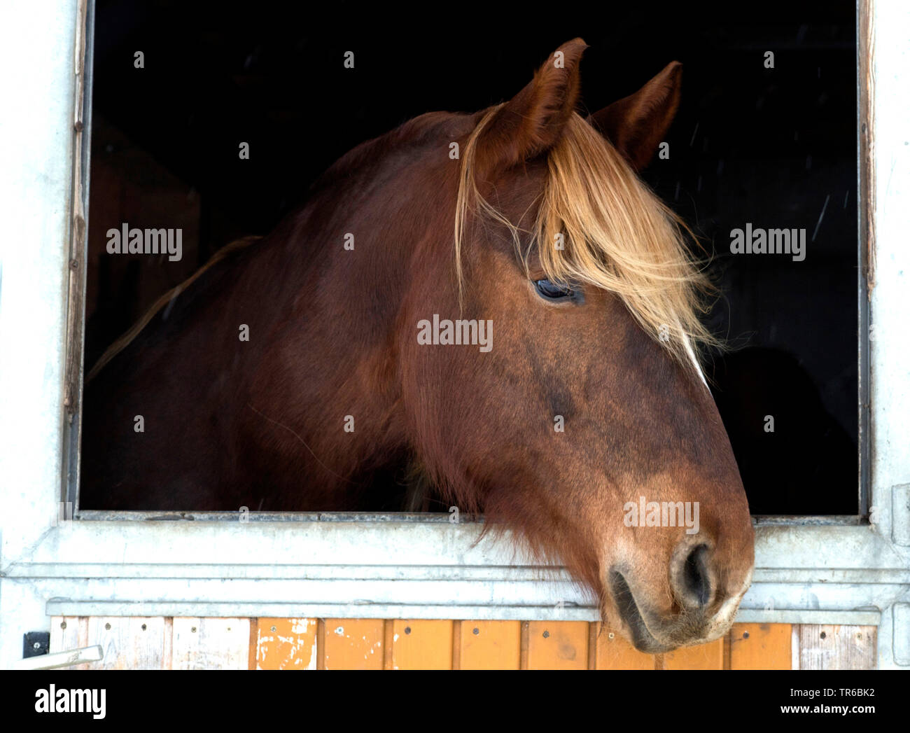 Cavalli domestici (Equus przewalskii f. caballus), il peering da uno stabile, in Germania, in Baviera, Alta Baviera, Baviera superiore Foto Stock