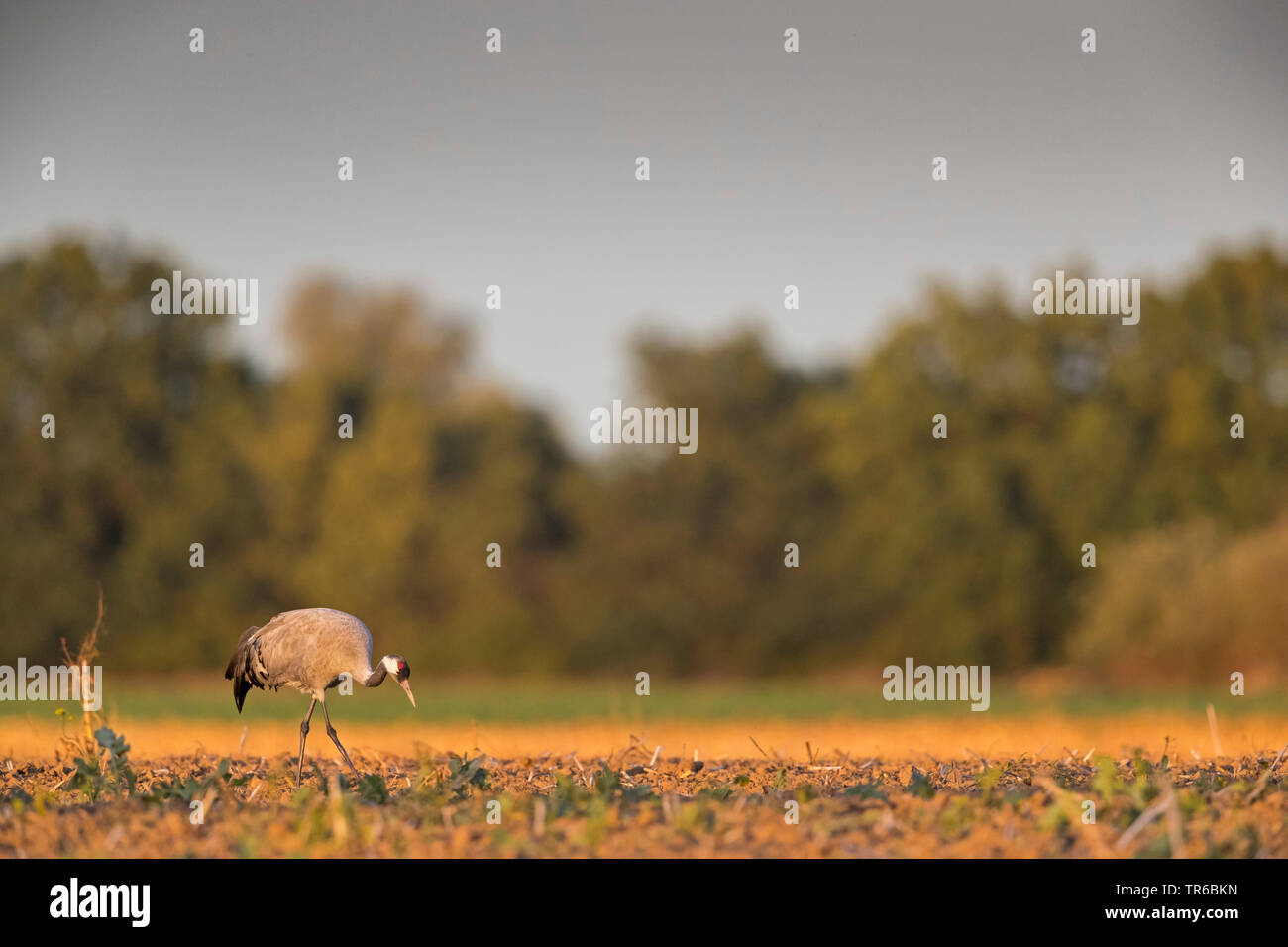 Comune, Gru Gru eurasiatica (grus grus), sul terreno cerca9ing per cibo, Germania, Meclemburgo-Pomerania, Western Pomerania Area Laguna Parco Nazionale Foto Stock