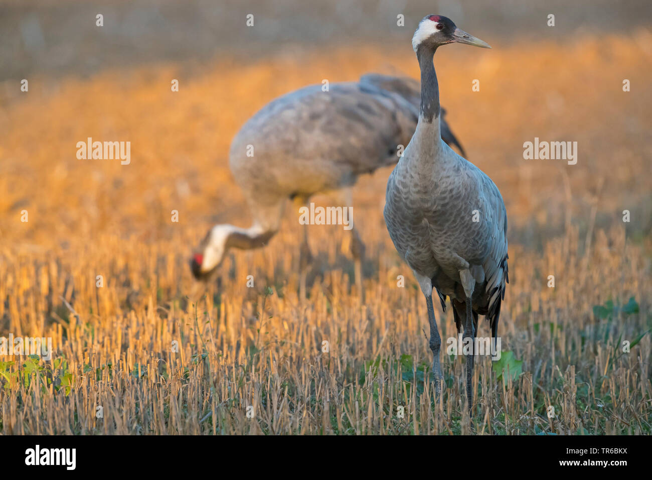 Comune, Gru Gru eurasiatica (grus grus), sul terreno, Germania, Meclemburgo-Pomerania, Western Pomerania Area Laguna Parco Nazionale Foto Stock