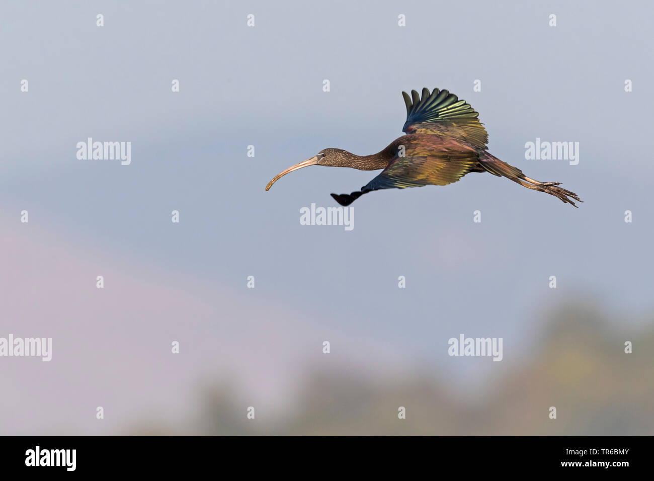 Ibis lucido (Plegadis falcinellus), volare, Israele Foto Stock