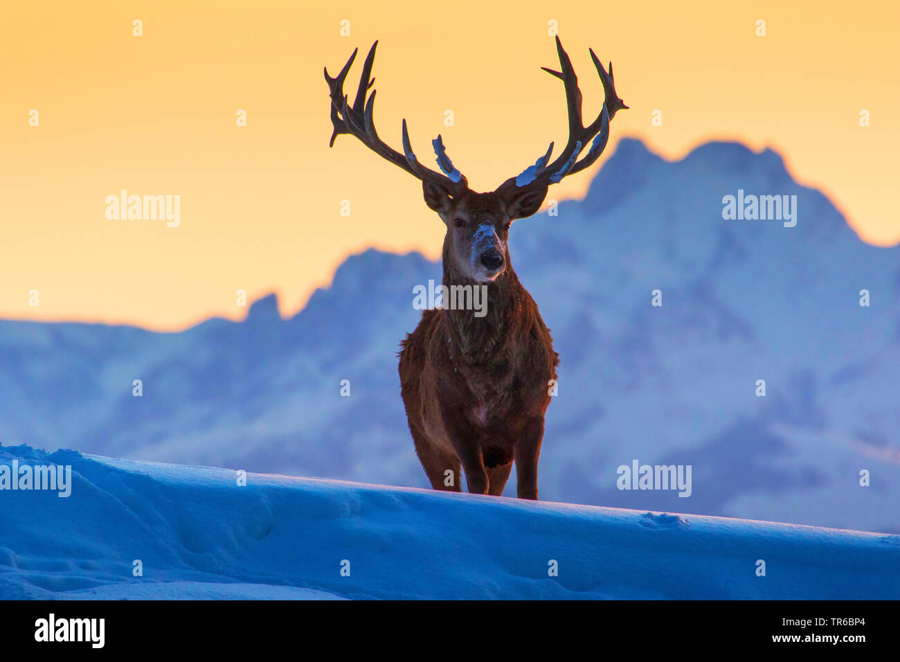 Il cervo (Cervus elaphus), Royal Red Deer stag in piedi in inverno nella parte anteriore di un snowbound sfondo di montagne, vista frontale, Austria Vorarlberg Bregenzerwald Foto Stock