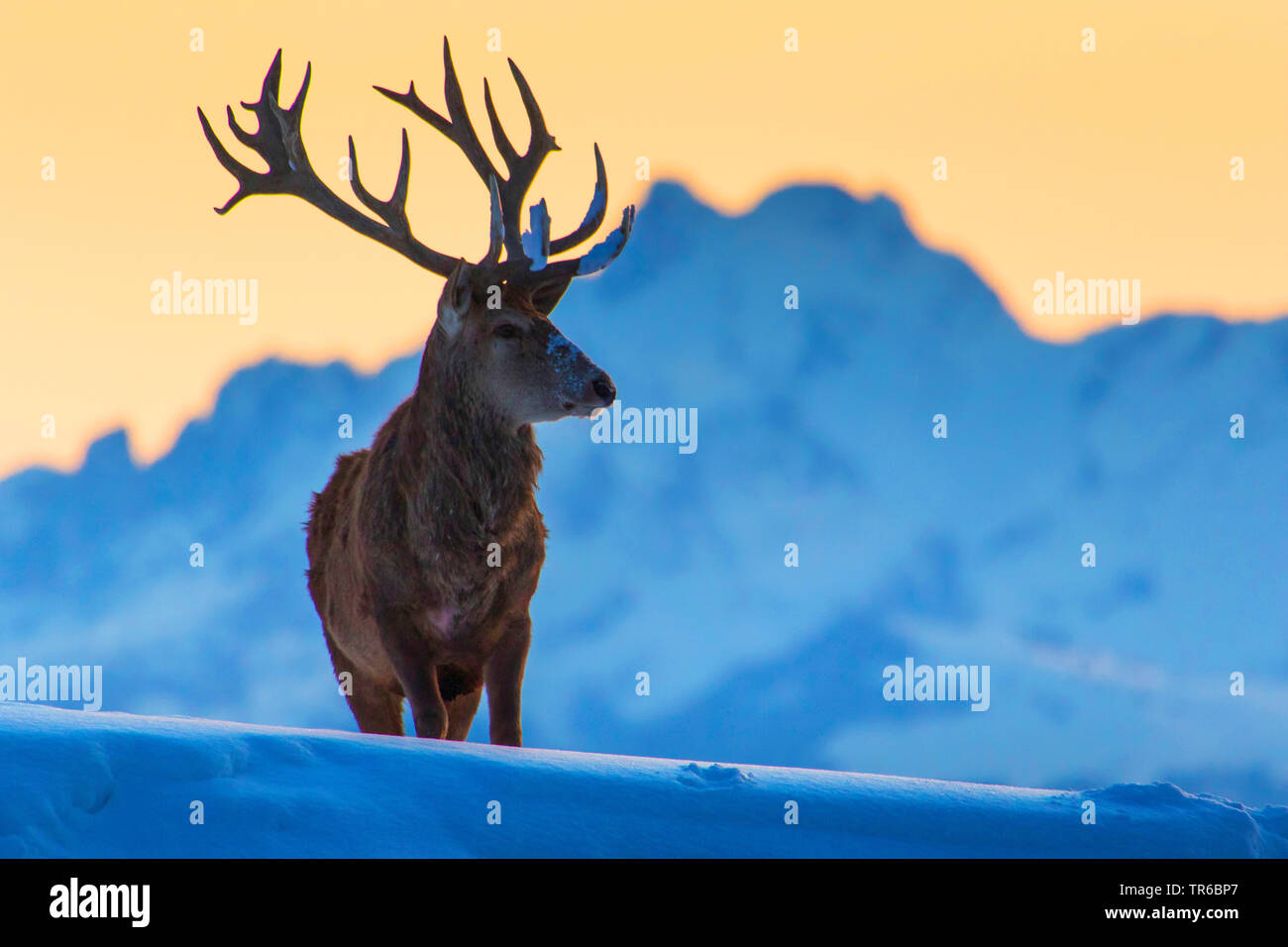 Il cervo (Cervus elaphus), Royal Red Deer stag in piedi in inverno nella parte anteriore di un snowbound sfondo montano, Austria Vorarlberg Bregenzerwald Foto Stock