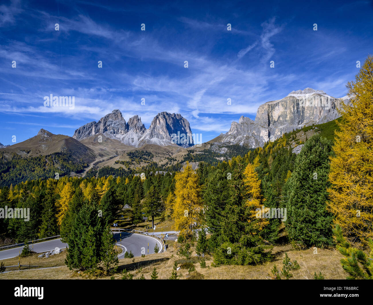 Larice comune, EUROPEE Larice (Larix decidua, Larix europaea), il Passo Sella Alto Adige, Grohmannspitze, Fuenffingerspitze, Sassolungo, Italia, Alto Adige, Dolomiti Foto Stock