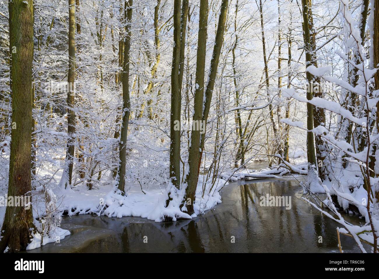 Creek in inverno, Germania, Schleswig-Holstein Foto Stock