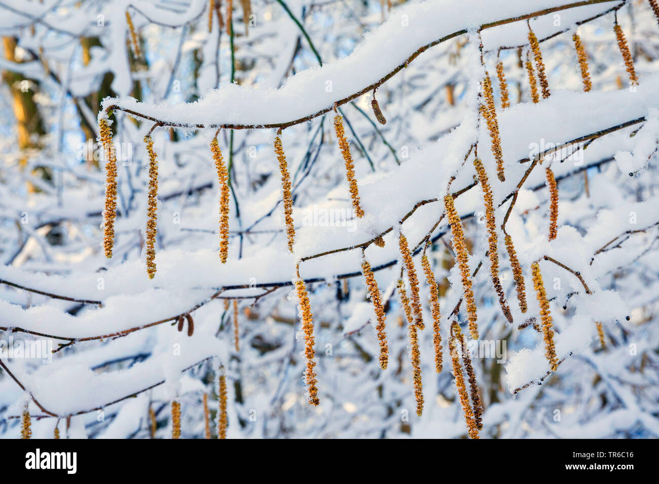 Comune di nocciolo (Corylus avellana), fioritura hazel branch in inverno, Germania Foto Stock