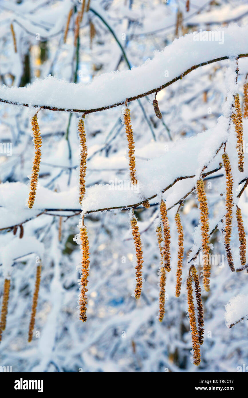 Comune di nocciolo (Corylus avellana), fioritura hazel branch in inverno, Germania Foto Stock