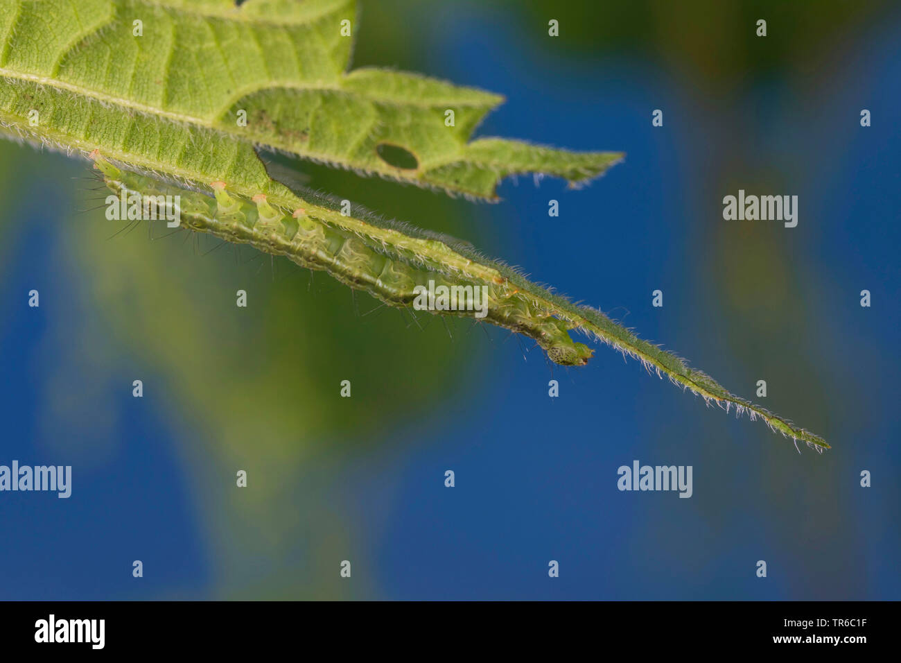 Muso comune (Hypena proboscidalis), ben mimetizzata caterpillar alimentando ad una foglia di ortica, Germania Foto Stock