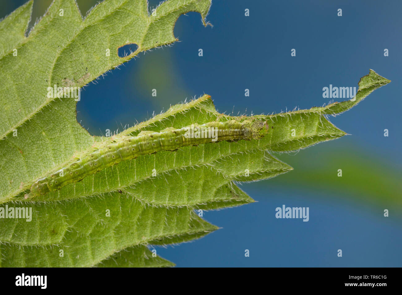 Muso comune (Hypena proboscidalis), ben mimetizzata caterpillar alimentando ad una foglia di ortica, Germania Foto Stock