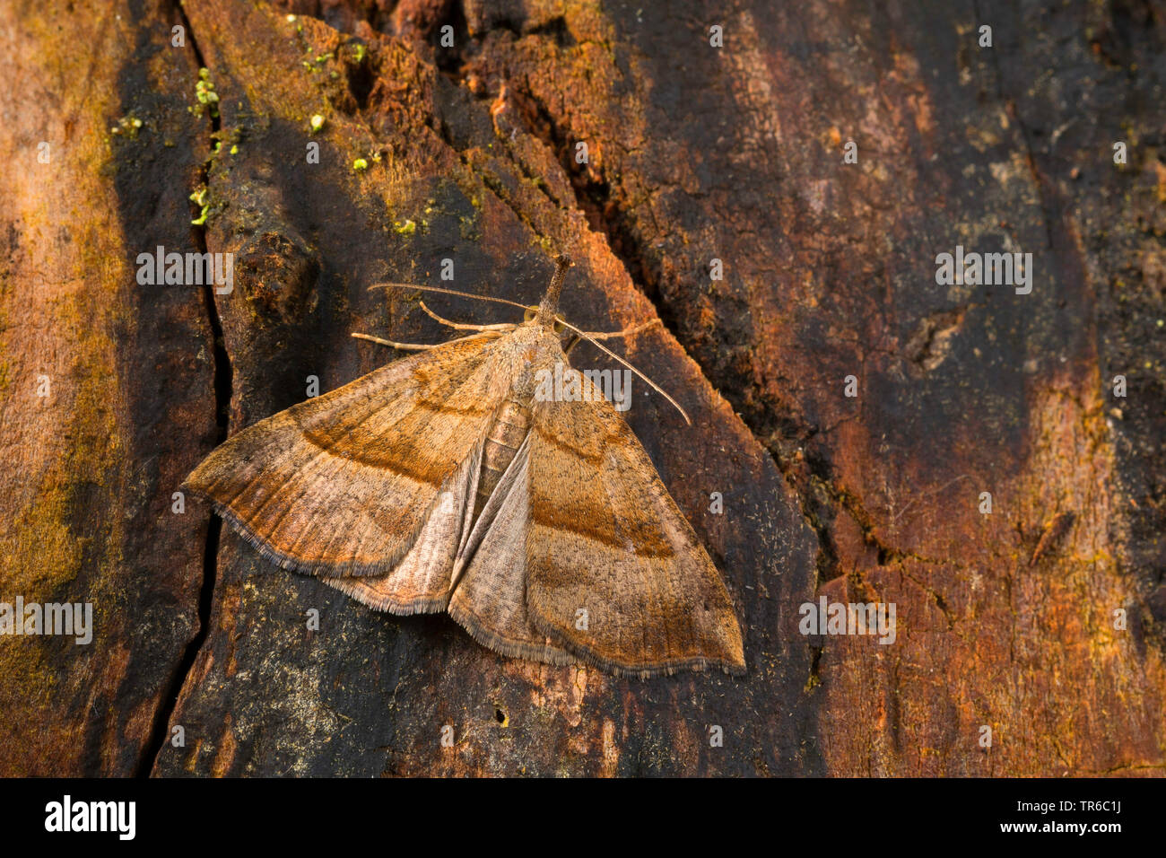 Muso comune (Hypena proboscidalis), in corrispondenza di un tronco di albero, vista da sopra, Germania Foto Stock