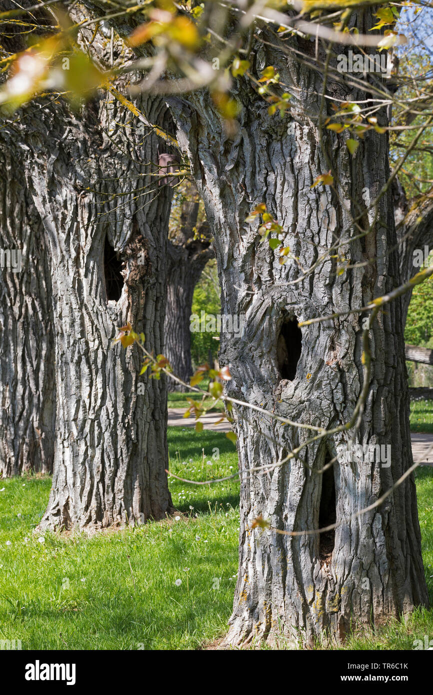 Pioppo canadese (Populus x canadensis), Vicolo dei pioppi, Germania Foto Stock